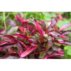 Alternanthera sessilis var. rubra (Violácea)